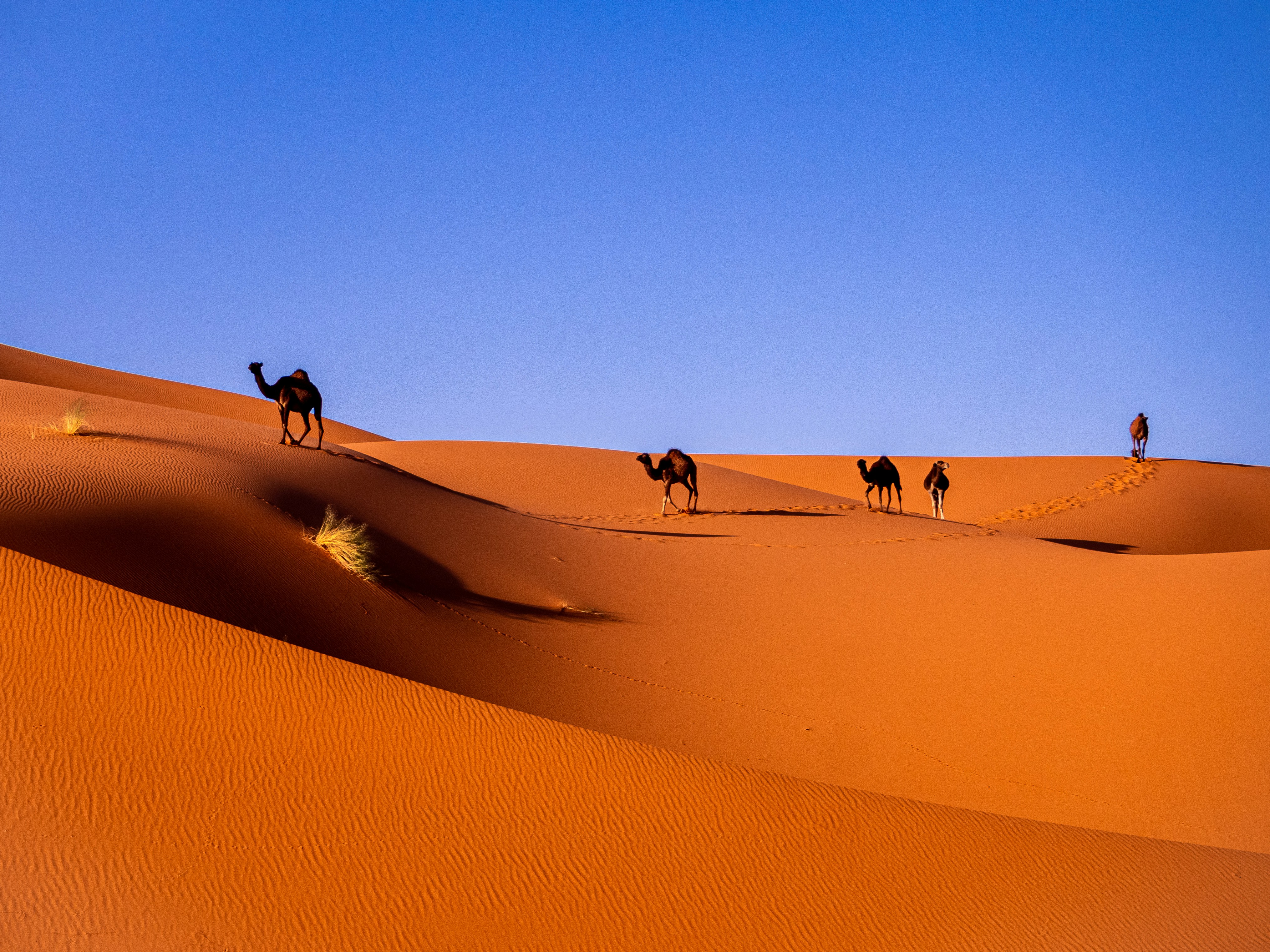 Sahara Desert Camels Morocco